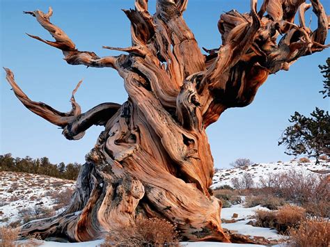 Visiting the oldest tree in the world | Times of India Travel