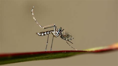 Moustique tigre : maladies, piqûres, lieux de prolifération... 5 choses à savoir sur cet insecte ...