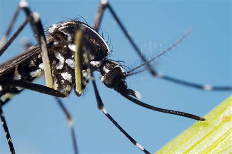 Asian Tiger Mosquito Stock Photos, Pictures & Royalty-Free Images - iStock