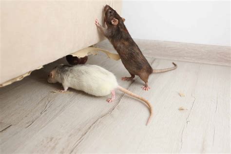 What Can You Do About an Apartment Rat Infestation? - Wolford | Wayne LLP