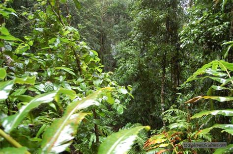 Wet Tropics Jungle - view 1