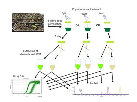 Experimental design of this study. Seeds of two Catharanthus roseus... | Download Scientific Diagram