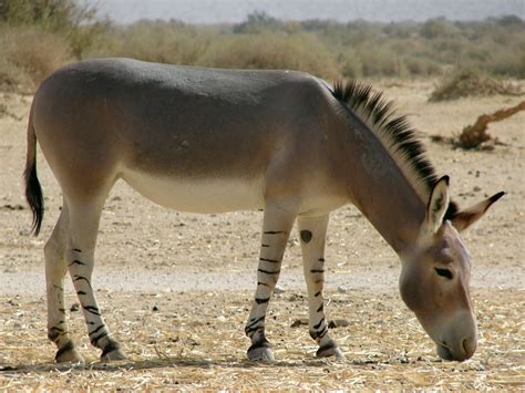 Klasifikasi Equus asinus - Biologi Edukasi: Belajar Sains Biologi