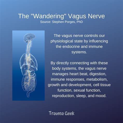 The Vagus Nerve & Chronic Illness — Trauma Geek