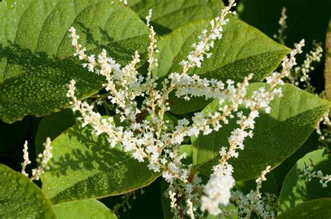 Japanese Knotweed Extract (Polygonum cuspidatum) – Resveratrol 50% – Natural Alchemy