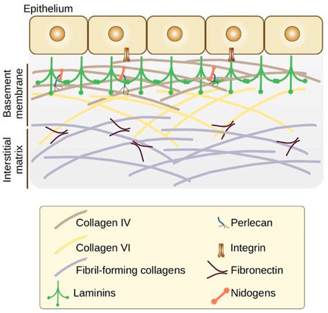 Cancers | Free Full-Text | The Functional Role of Extracellular Matrix ...