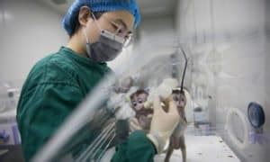 First human-monkey chimera raises concern among scientists - Schwartzreport