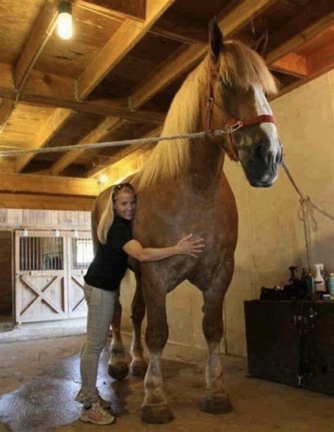 Big Jake, The worlds tallest horse, over 7ft tall and over 2,000 pounds : r/AbsoluteUnits