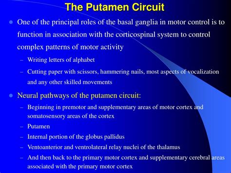 PPT - Cerebellum and Basal Ganglia in Motor Control PowerPoint ...