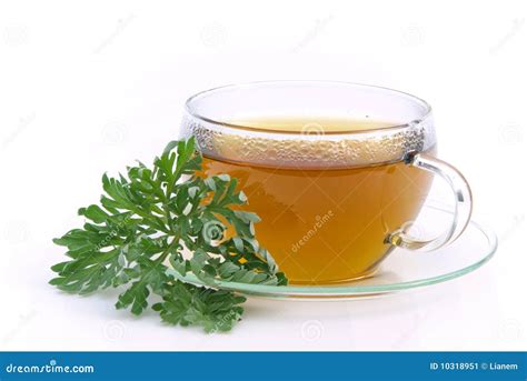 Tea wormwood stock image. Image of white, nature, artemisia - 10318951