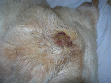 Leishmaniasis – Pets in Italy