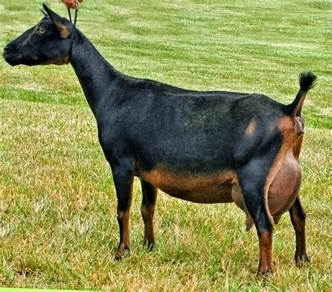 Nigerian Dwarf Goats (Information, Breeding And Sales) – Wealth Result