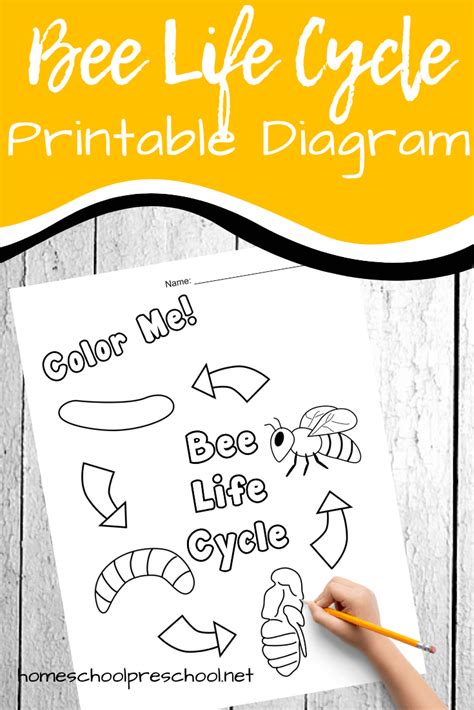 Free Printable Honey Bee Life Cycle Diagram