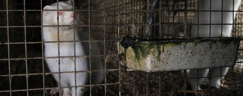 It’s time to put an end to mink farming | HSLF