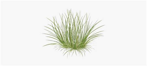 Green Beach Grass Png Image - Beach Grass Png, Transparent Png ...