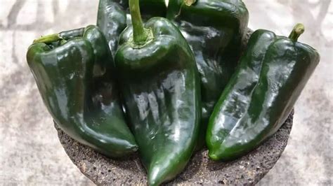 Poblano Peppers: Type, Scoville, Flavor, Uses, Benefits