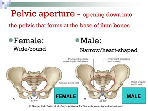 PPT - FORENSIC ANTHROPOLOGY PowerPoint Presentation, free download - ID:332154