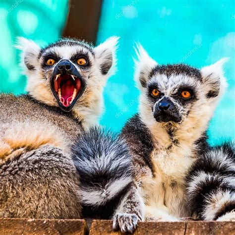 Hungry and angry lemurs — Stock Photo © xmagic #74355737