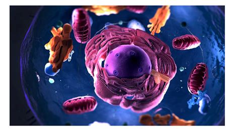 Eukaryotic Cell - Definition, Structure, Characteristics and Examples