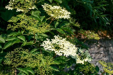 Wilde planten in Brugge: De gewone vlier - Sambucus nigra