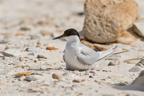 South Africa Birding Tours - South Africa Birdwatching - Birdquest