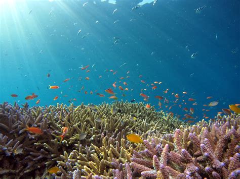 Marine ecosystems in danger: what is deep sea mining? - Green Prophet