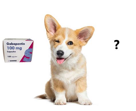 Natural Alternative To Gabapentin For Dogs? Clear Answer