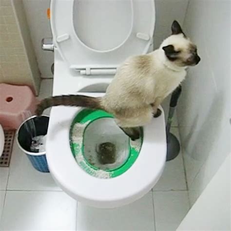 Toilet Seat For Cat - baby toilet kids