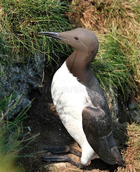 Guillemot Nesting on High Chalk Cliffs of Yorkshire East Coast. UK ...