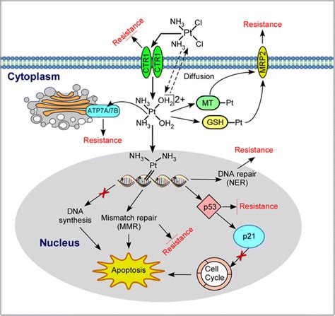 Mechanism Of Action Of Anticancer Drugs