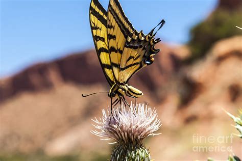 Tiger Swallowtail Butterfly in the Desert Photograph by Scotts Scapes - Fine Art America