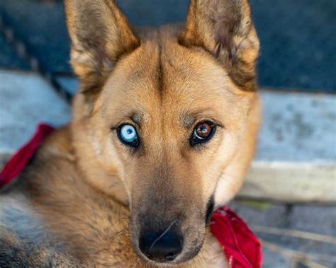 German Shepherd Husky Mix - Breed Information Guide | Your Dog Advisor