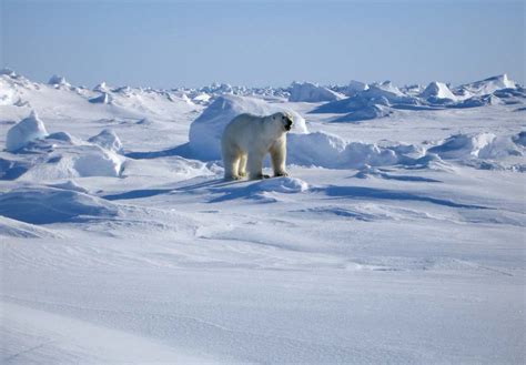 Arctic Polar Bear Habitat