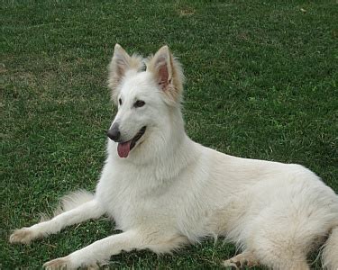 About Dog White German Shepherd: Basics of White German Shepherd Training