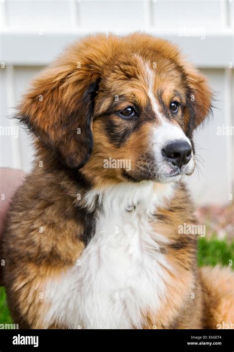 Twelve week old Bernese Mountain Dog, Great Pyrenees, mix breed, puppy running on grass Stock ...