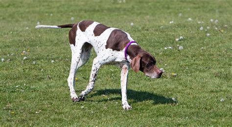 English Pointer Dog Free Stock Photo - Public Domain Pictures