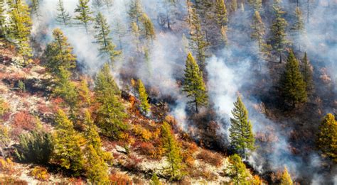 Wildfire Prevention: How To Prevent & Control Forest Fires