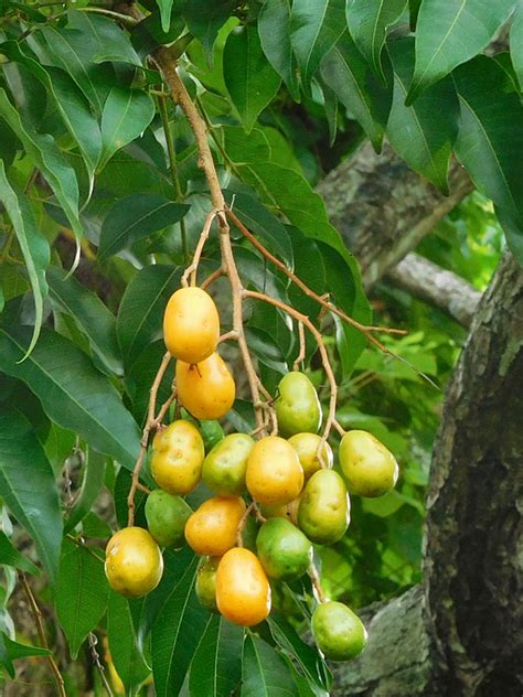 Wild Mango Pulicha Kaai Amate Tree (spondias pinnata) – Urban Tropicals