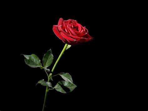 Red Rose Black Backgrounds - Wallpaper Cave