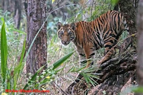 Michael Daniel Ho - The Wildlife Ho-tographer: Wildlife Photography - Bengal Tigers In India