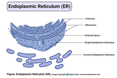 Animal Cell- Definition, Structure, Parts, Functions, Labeled Diagram