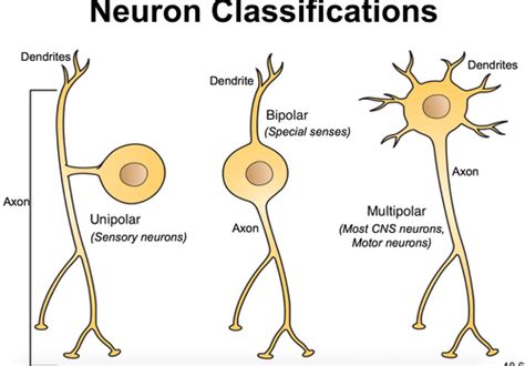 Bipolar Neuron Eye