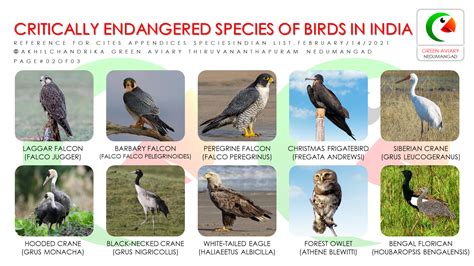 CRITICALLY ENDANGERED SPECIES OF BIRDS IN INDIA