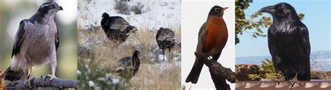 Birds - Bryce Canyon National Park (U.S. National Park Service)