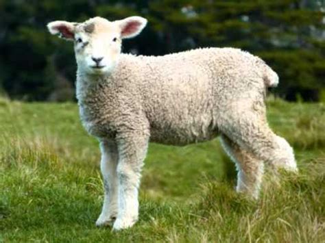 Sheep baaing - Sound effects - YouTube