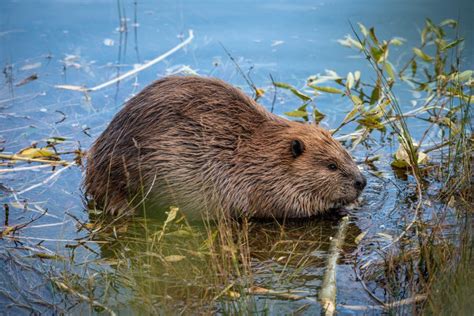 Beavers Dam