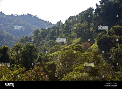 Coffee plantations in Costa Rica Stock Photo - Alamy