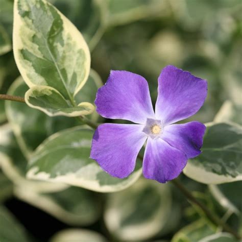 Buy greater periwinkle Vinca major Variegata: £12.99 Delivery by Crocus