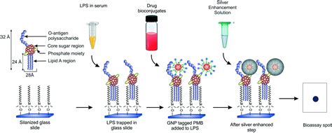 Heterogeneous endotoxin detection bioassay using drug–nanoparticle ...