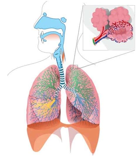 The Tracheobronchial Tree - Trachea - Bronchi - TeachMeAnatomy